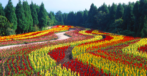 Kuju Flower Park