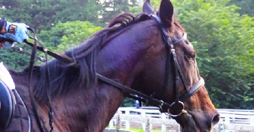 Horse Riding School Crane Yufuin